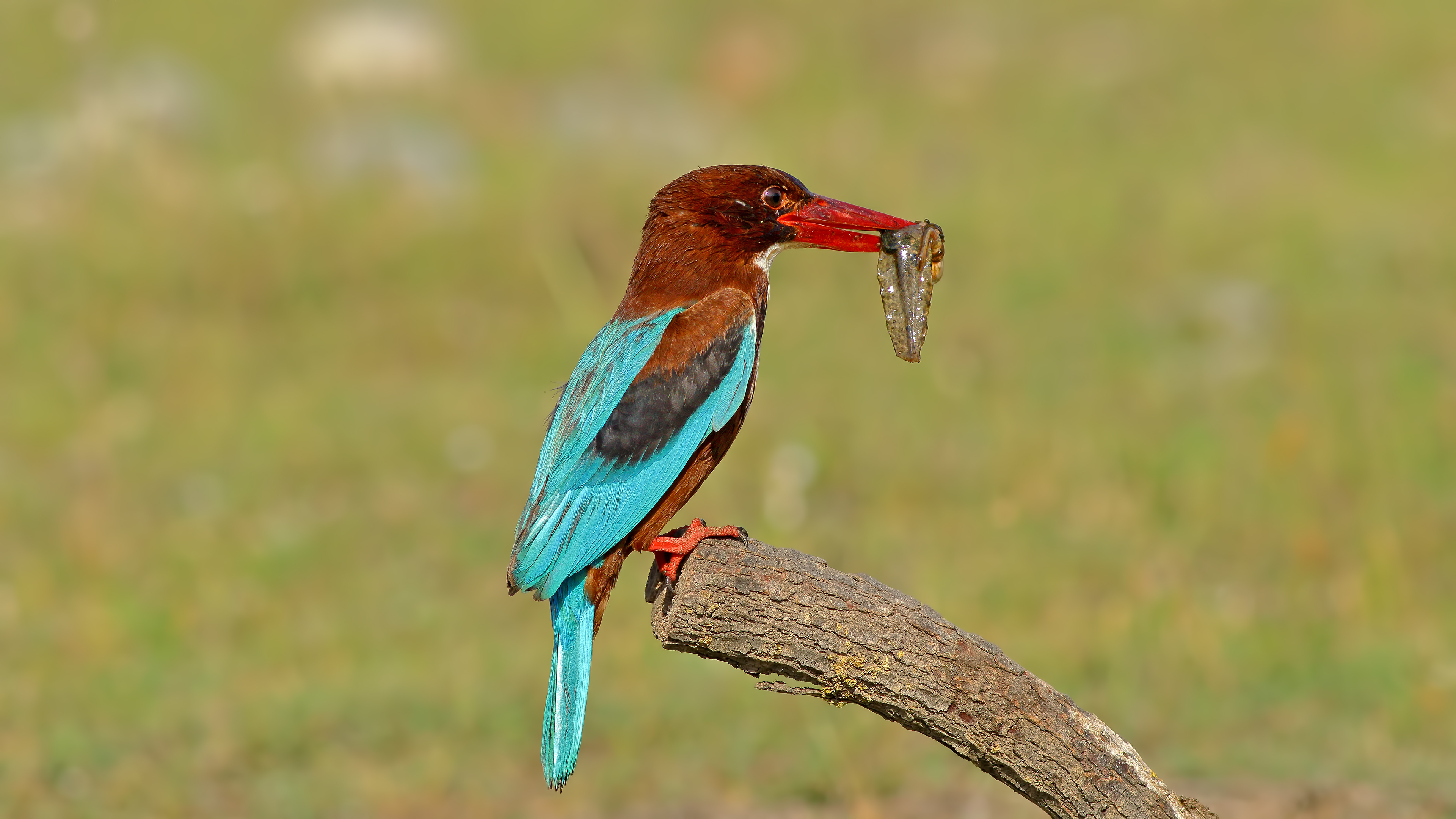 White-throated Kingfisher